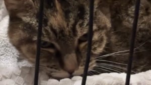 Illustration : "Épuisée et affamée, cette chatte choisit le bon garage pour s’effondrer, elle y trouve une famille et la vie sauve alors que des inondations s'annoncent (vidéo)"