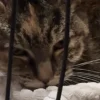 Illustration : Épuisée et affamée, cette chatte choisit le bon garage pour s’effondrer, elle y trouve une famille et la vie sauve alors que des inondations s'annoncent (vidéo)