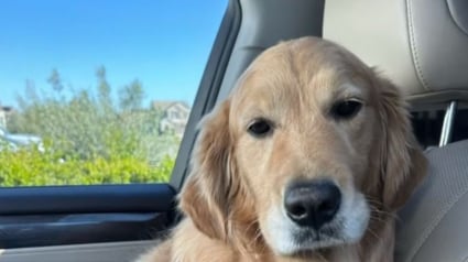 Illustration : Dans le jardin, une Golden Retriever s'amuse avec ses poules et s’inventent des séances de jeu pleines de tendresse (vidéo)