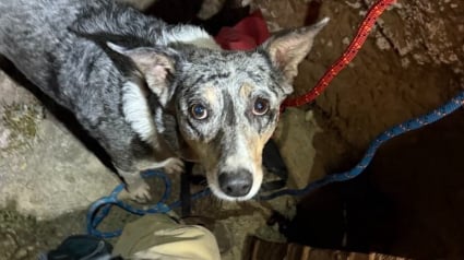 Illustration : Coincée au fond d’une mine abandonnée, une chienne de 9 ans est sauvée grâce au sang-froid de sa maîtresse et des secours