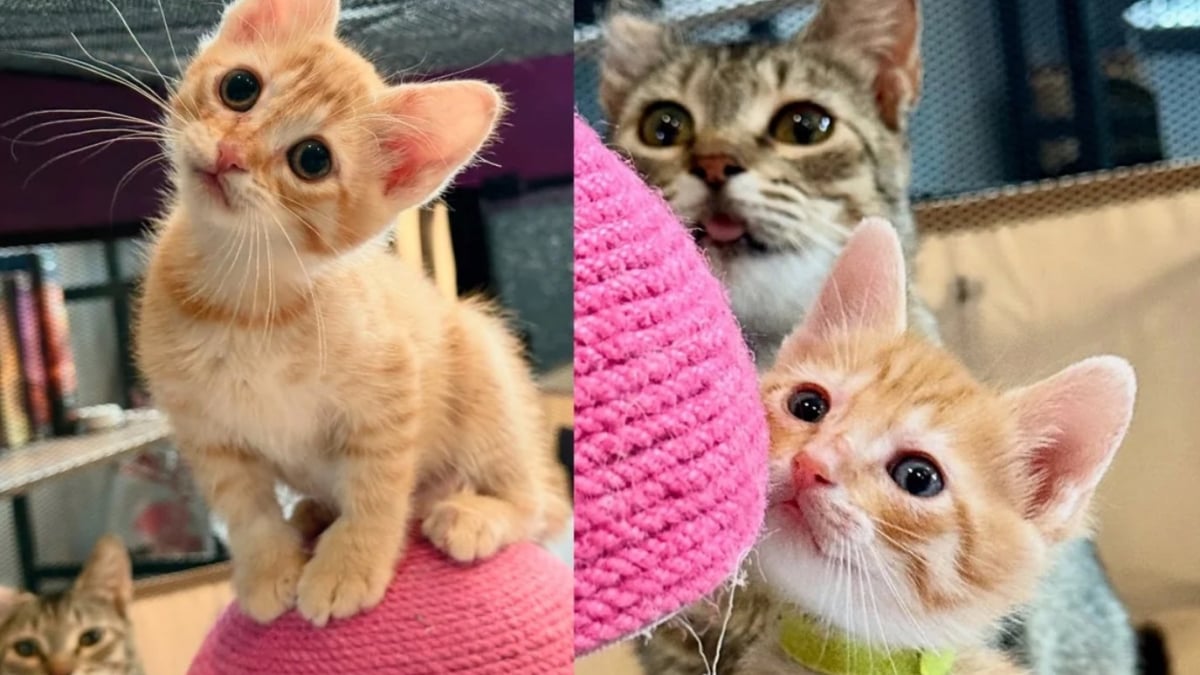 Illustration : "Épuisée et infestée de puces, cette chatte trouve un foyer d’accueil où elle peut enfin mettre bas en sécurité"
