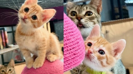 Illustration : Épuisée et infestée de puces, cette chatte trouve un foyer d’accueil où elle peut enfin mettre bas en sécurité