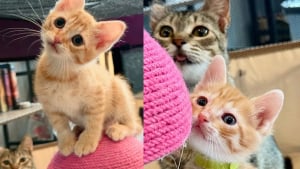 Illustration : "Épuisée et infestée de puces, cette chatte trouve un foyer d’accueil où elle peut enfin mettre bas en sécurité"