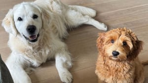 Illustration : "Les propriétaires d’une Labradoodle découvrent comment cette dernière s’amuse lorsqu’elle est gardée par ses grands-parents (vidéo)"