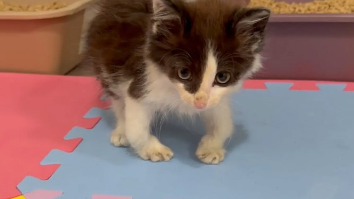 Illustration : "Un chaton errant avec des pattes tordues et sa sœur timide découvrent qu’ils peuvent faire confiance aux humains"