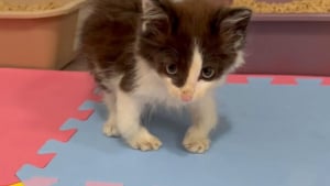 Illustration : "Un chaton errant avec des pattes tordues et sa sœur timide découvrent qu’ils peuvent faire confiance aux humains"