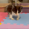Illustration : Un chaton errant avec des pattes tordues et sa sœur timide découvrent qu’ils peuvent faire confiance aux humains