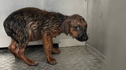 Illustration : "Un pur coup de chance", ce chiot retrouvé couvert de tiques dans un champ inondé a été sauvé et reprend goût à la vie