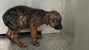 Illustration : "Un pur coup de chance", ce chiot retrouvé couvert de tiques dans un champ inondé a été sauvé et reprend goût à la vie