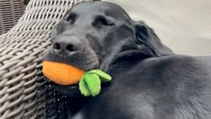 Illustration : "Ce Labrador déchire toutes les peluches, sauf sa « carotte de soutien émotionnel » qu’il ne quitte jamais (vidéo)"
