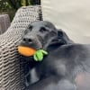 Illustration : Ce Labrador déchire toutes les peluches, sauf sa « carotte de soutien émotionnel » qu’il ne quitte jamais (vidéo)