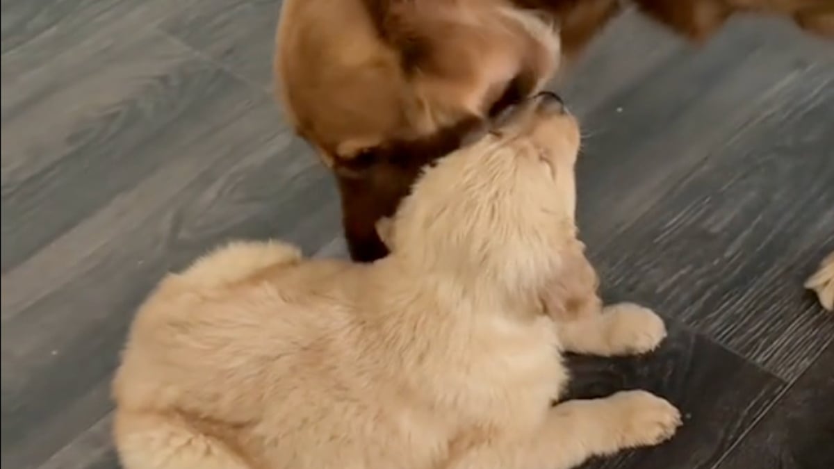 Illustration : "Un Golden Retriever ne peut contenir sa joie de rencontrer son nouveau petit frère, à qui il apporte des jouets (vidéo)"