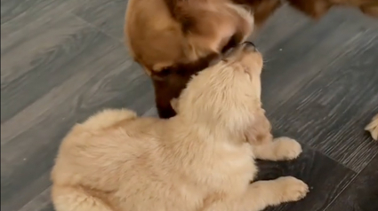 Illustration : Un Golden Retriever ne peut contenir sa joie de rencontrer son nouveau petit frère, à qui il apporte des jouets (vidéo)