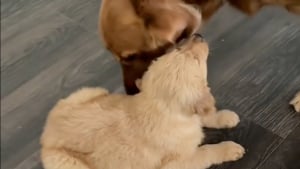 Illustration : "Un Golden Retriever ne peut contenir sa joie de rencontrer son nouveau petit frère, à qui il apporte des jouets (vidéo)"