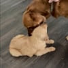 Illustration : Un Golden Retriever ne peut contenir sa joie de rencontrer son nouveau petit frère, à qui il apporte des jouets (vidéo)