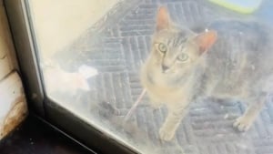 Illustration : "Elle miaule à la porte avec un chaton dans la gueule, une chatte errante choisit sa famille pour protéger ses petits (vidéo)"
