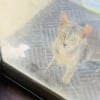 Illustration : Elle miaule à la porte avec un chaton dans la gueule, une chatte errante choisit sa famille pour protéger ses petits (vidéo)