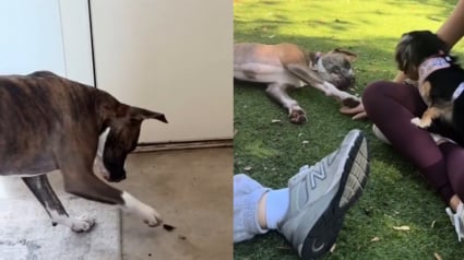 Illustration : Cette chienne amicale à l'extrême veut jouer avec tout et tout le monde (vidéo)