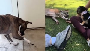 Illustration : "Cette chienne amicale à l'extrême veut jouer avec tout et tout le monde (vidéo)"