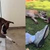 Illustration : Cette chienne amicale à l'extrême veut jouer avec tout et tout le monde (vidéo)