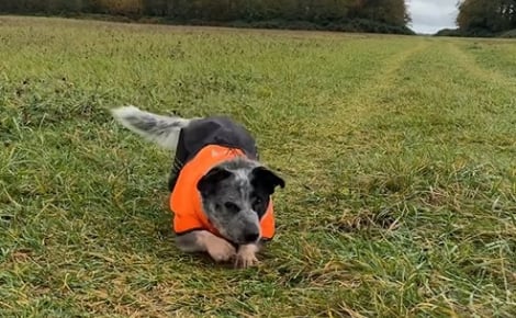 Un homme apprend un nouveau tour improbable à son chien (vidéo) 