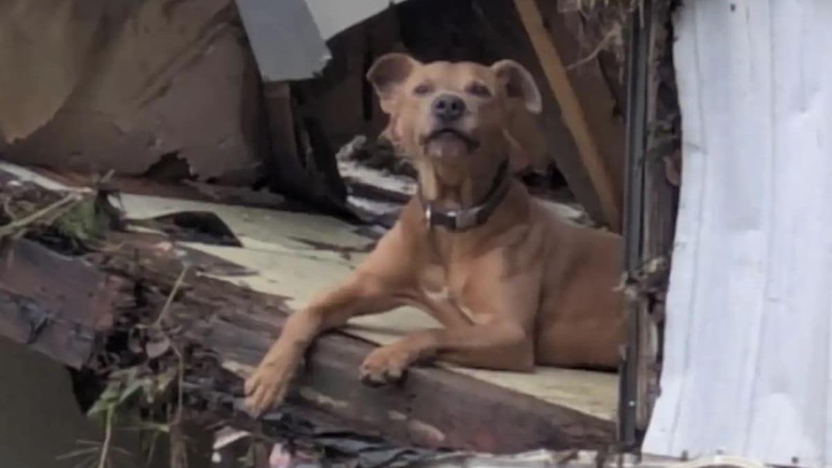 Illustration : "Endeuillé après les inondations, ce chien seul sur les ruines retrouve l’espoir grâce aux sauveteurs"