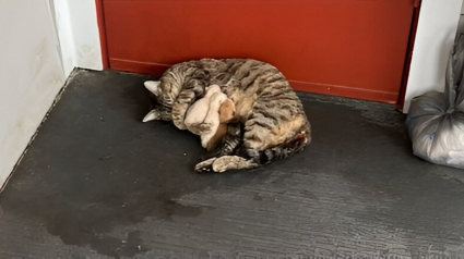Illustration : "Je me sens tellement chanceuse", en une journée, elle passe de 0 chat à une chatte et ses 6 chatons