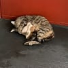 Illustration : "Je me sens tellement chanceuse", en une journée, elle passe de 0 chat à une chatte et ses 6 chatons