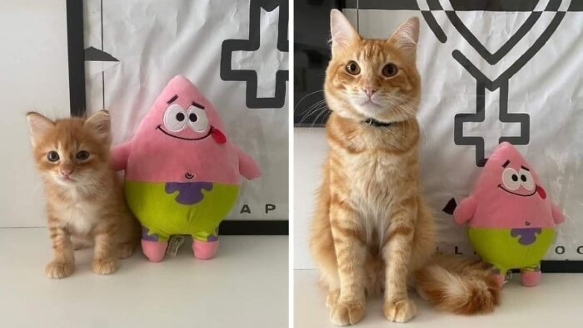 Illustration : "10 photos de chats et de chiens qui vont vous toucher en plein coeur"