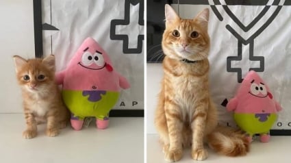 Illustration : 10 photos de chats et de chiens qui vont vous toucher en plein coeur