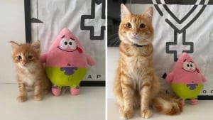 Illustration : 10 photos de chats et de chiens qui vont vous toucher en plein coeur