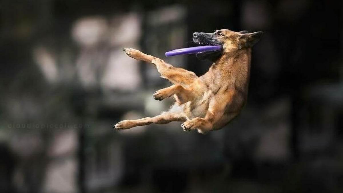 Illustration : "18 photos de chiens qui adorent jouer au frisbee"
