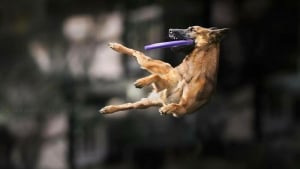 Illustration : 18 photos de chiens qui adorent jouer au frisbee