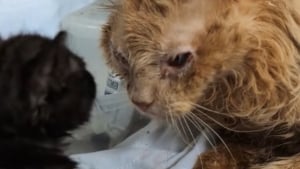 Illustration : "Avec ses petites pattes tremblantes, ce chaton réchauffe le cœur d’un chat senior en fin de vie (vidéo)"