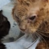 Illustration : Avec ses petites pattes tremblantes, ce chaton réchauffe le cœur d’un chat senior en fin de vie (vidéo)