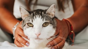 Illustration : 7 raisons expliquant pourquoi votre chat vous suit comme votre ombre