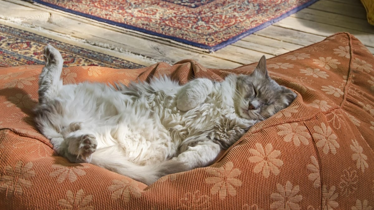 Illustration : "5 informations intéressantes à connaître à propos du ventre des chats"