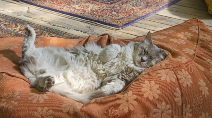 Illustration : 5 informations intéressantes à connaître à propos du ventre des chats