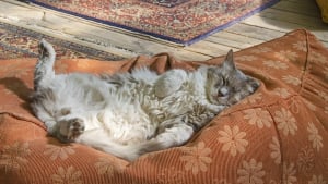 Illustration : 5 informations intéressantes à connaître à propos du ventre des chats