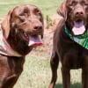 Illustration : Abandonnés ensemble en refuge, ces 2 Labradors inséparables finissent par trouver la même famille pour la vie