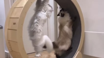Illustration : "Je ne m’attendais pas à ça", une femme adopte un 2e chat pour tenir compagnie au premier et cela devient un joyeux chaos à la maison (vidéo)