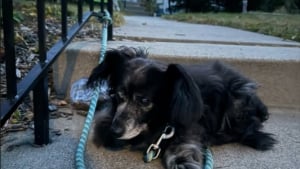 Illustration : "13 ans après avoir été séparée de son chien de coeur qu’elle n’a pas pu garder, cette jeune femme reçoit un appel troublant (vidéo)"