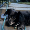 Illustration : 13 ans après avoir été séparée de son chien de coeur qu’elle n’a pas pu garder, cette jeune femme reçoit un appel troublant (vidéo)