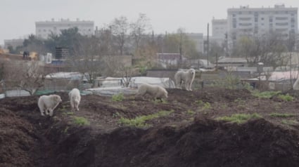 Illustration : 10 jours après avoir sauvé une femelle Patou de l’errance, un refuge découvre avec émotion la raison de son comportement très étrange (vidéo)