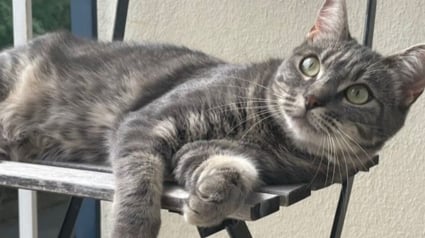 Illustration : En poursuivant une mouche, cette chatte qui a sauté du 3ème étage de son immeuble reste encore introuvable