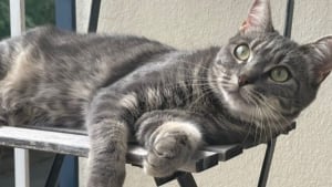 Illustration : En poursuivant une mouche, cette chatte qui a sauté du 3ème étage de son immeuble reste encore introuvable