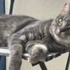 Illustration : En poursuivant une mouche, cette chatte qui a sauté du 3ème étage de son immeuble reste encore introuvable