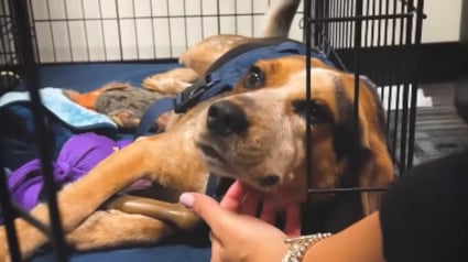 Illustration : 2 semaines après avoir été agressé en faisant son travail, le chien des douanes reprend du service plus enthousiaste que jamais