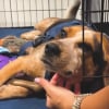 Illustration : 2 semaines après avoir été agressé en faisant son travail, le chien des douanes reprend du service plus enthousiaste que jamais