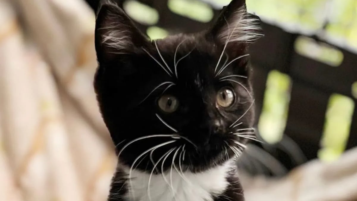 Illustration : "Retrouvés parmi les ordures, ces 4 chatons qui ne pesaient que 120 grammes au moment de leur sauvetage sont désormais des forces de la nature"